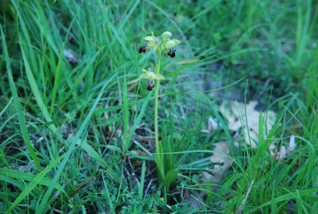 Ophrys  funerea